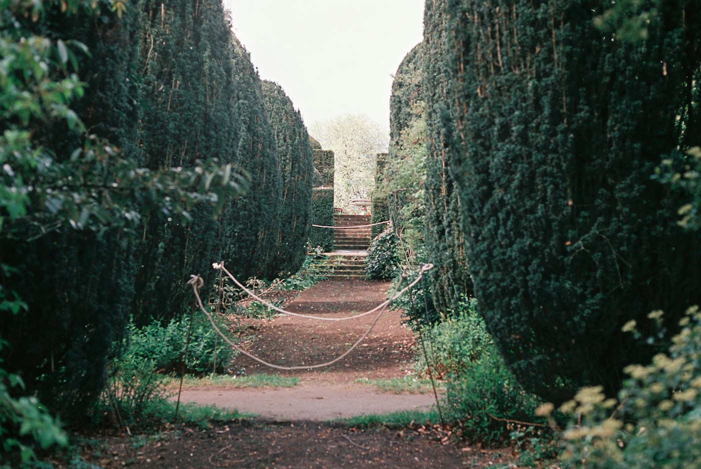 Allée de jardin entourée de haies taillées
