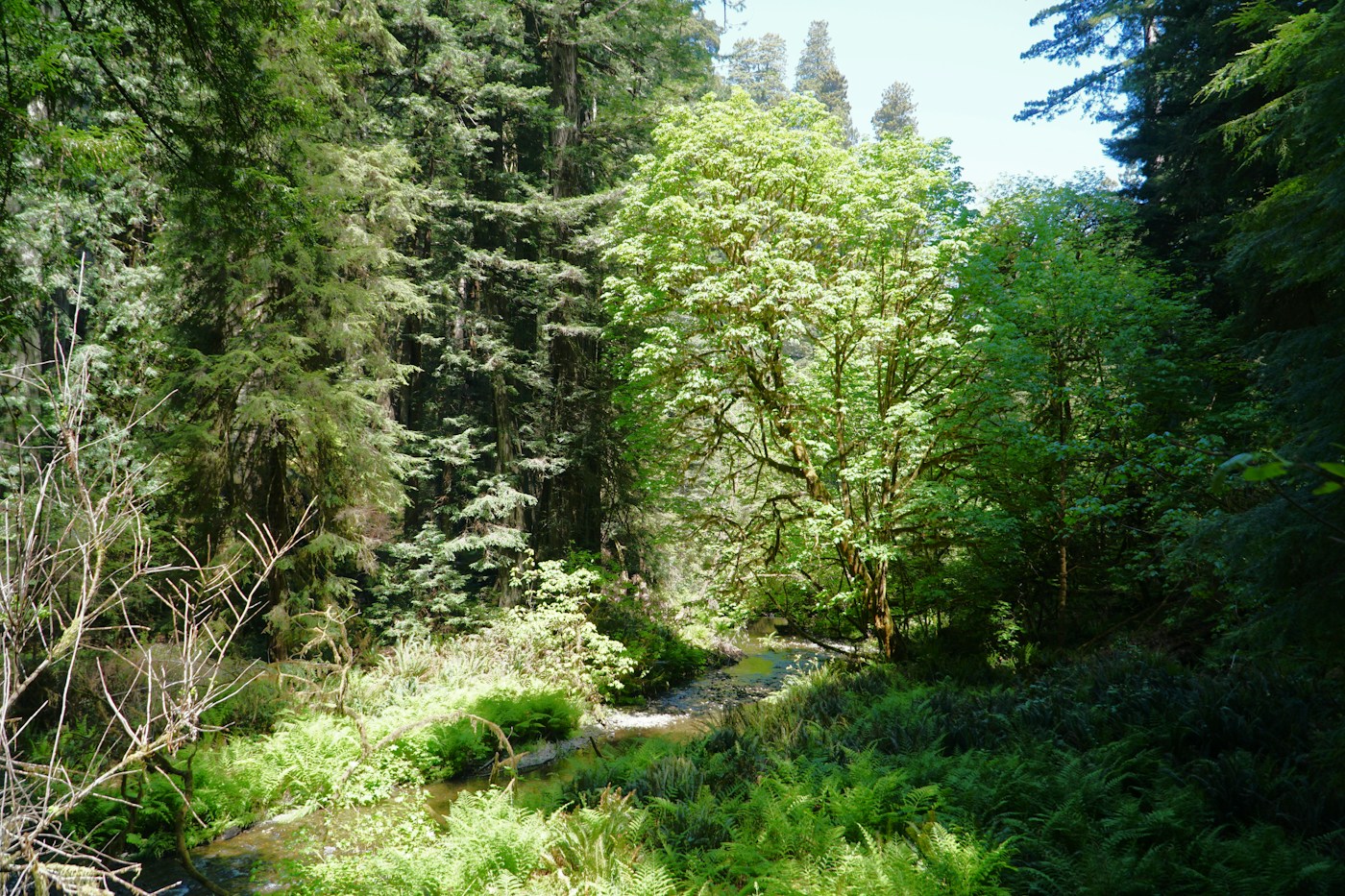Arbres et plantations dans un jardin